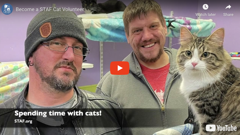 Become a STAF Cat Volunteer
